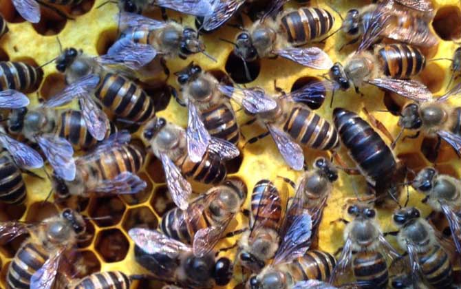 蜜蜂晚上合群打架嗎？