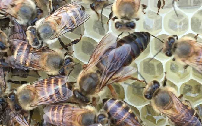 合并蜂群要不要囚王？