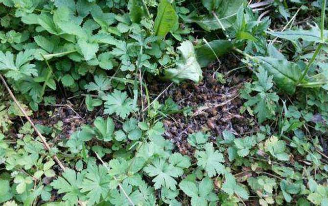 蜜蜂爬蜂病有什么特效藥？