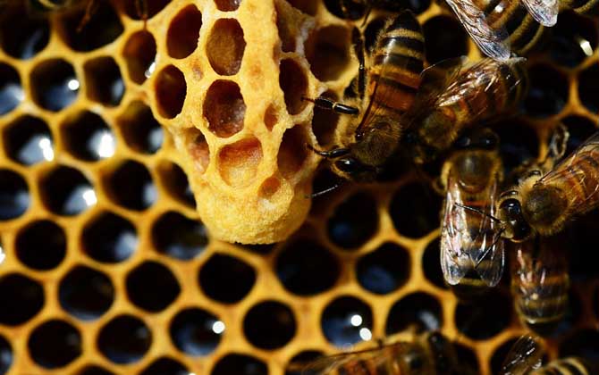 千萬別小看蜂王，如果蜂群沒有“她”，再?gòu)?qiáng)大最終都得全群滅亡！