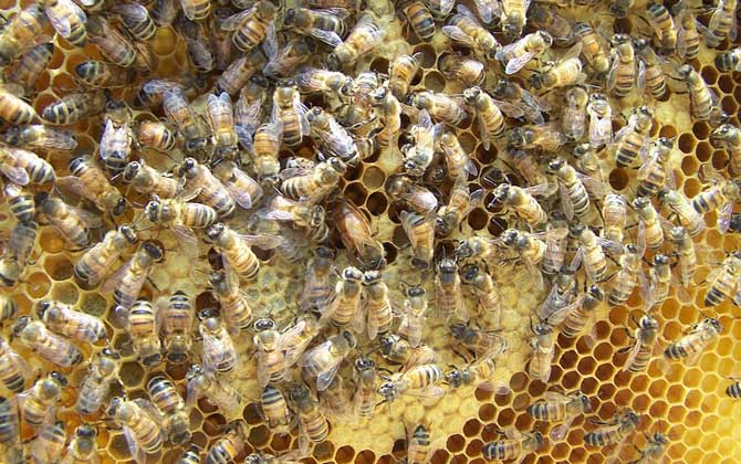 養(yǎng)中蜂好還是養(yǎng)意蜂好？搞清楚這幾個區(qū)別，結果基本上一目了然！