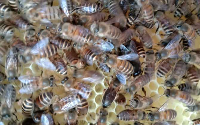 養(yǎng)蜜蜂有人賺錢，也有人虧錢，想養(yǎng)蜂賺到錢這些性格必須得改改！