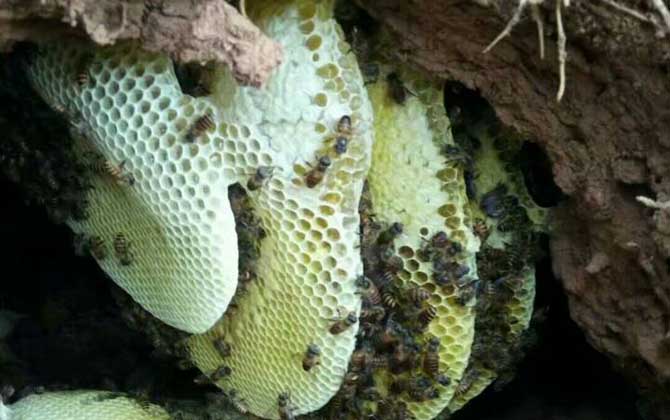 沒有蜂群還談什么養(yǎng)蜂，如何獲取蜂群？其實方法無外乎這兩種！