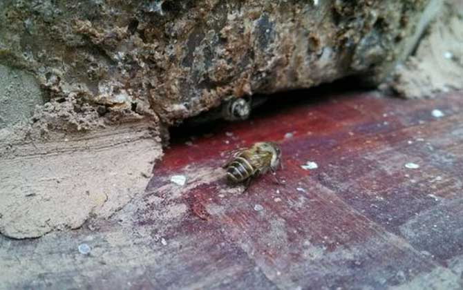 想養蜂卻苦于沒有蜂種，像這樣做個誘蜂箱，輕松將它們誘捕回來！