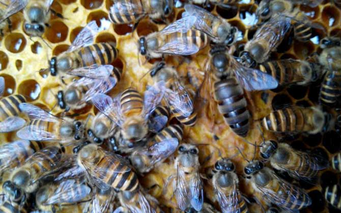 蜂種是養蜂效益的關鍵，試試這幾種方法，人工選擇改良蜂種質量！