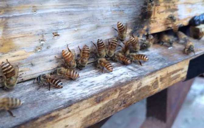 自然分蜂后不知道怎么辦，像這樣操作，輕松可將分蜂群收捕回來！