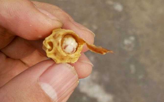 王臺是蜂王的巢房，大致有這三種，了解它們對養(yǎng)蜂生產(chǎn)極為有利！