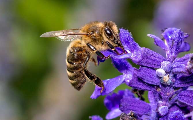 工蜂能變成蜂王嗎？的確有機會，但條件非常苛刻且一生只有一次！