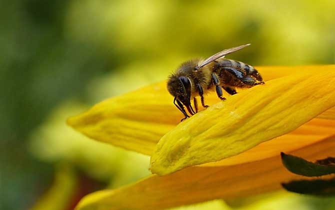 被蜜蜂蟄了怎么處理？不要太緊張，像這樣處理后基本沒(méi)啥大問(wèn)題！