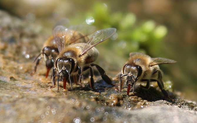 蜜蜂是益蟲還是害蟲？為什么？事實上很多植物授粉都離不開蜜蜂！