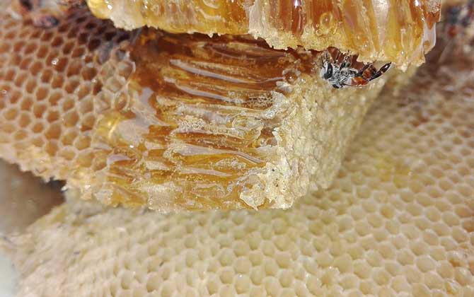 蜂蜜怎么樣才算好的？沒有明確的標準，自然成熟蜜都算是好蜂蜜！