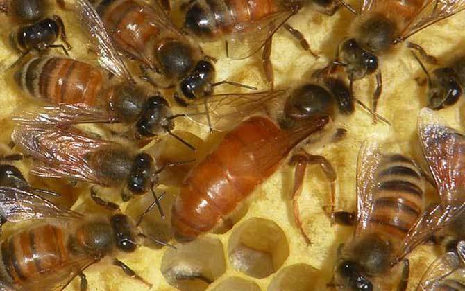 蜂王吃什么食物？答案是蜂王漿，蜂王漿是蜂王能成為蜂王的關(guān)鍵！