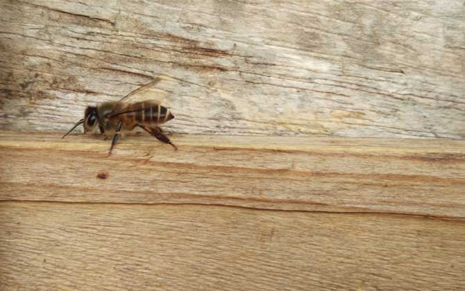 空蜂箱怎么引來蜜蜂？搞清楚這5個(gè)關(guān)鍵點(diǎn)，野生蜜蜂一群一群的來！