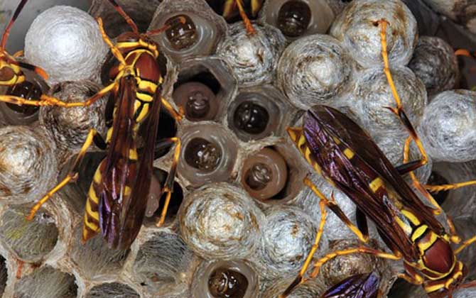 馬蜂蟄后多久就安全了？至少觀察24小時，沒有異常基本就安全了！