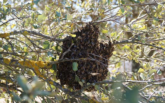 新手養蜂入門技術有哪些？只有掌握這些技術，養蜂才能得心應手！