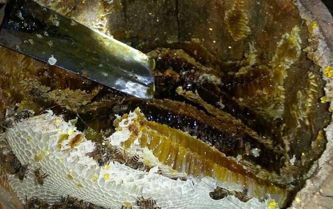 土蜂蜜價格多少錢一斤？比普通蜂蜜貴得多，基本都在100元以上！