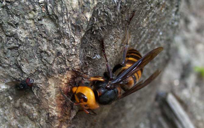 被牛角蜂蟄了找不到刺怎么辦？不必?fù)?dān)心，馬蜂蟄人不會(huì)留下毒刺！