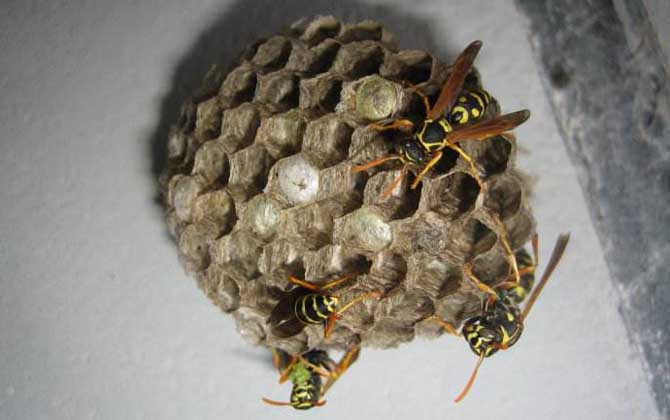 馬蜂入宅預兆著什么？無關禍福，但迷信說法中預兆著福氣和財運！