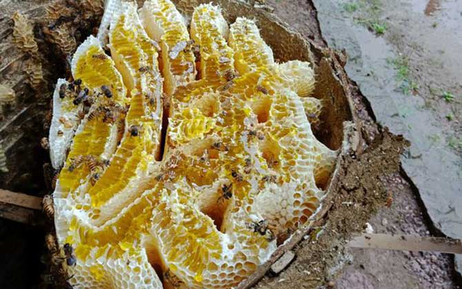 蜂巢熬水治好了鼻炎真的嗎？有一定的效果，但根治尚無依據！