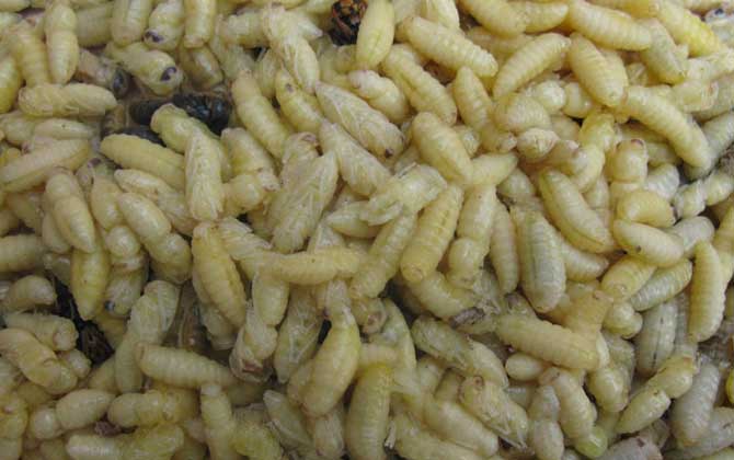 蜂蛹不能和什么一起吃？不存在食物相克，但要避免發生過敏！