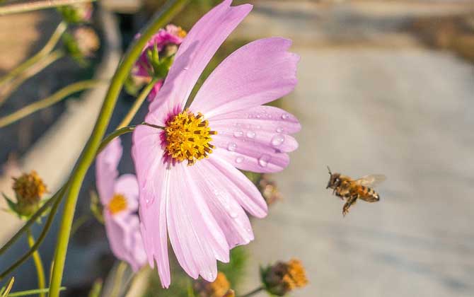 蜂毒進入血液有什么癥狀？輕者疼痛、紅腫、瘙癢，重者致人死亡！