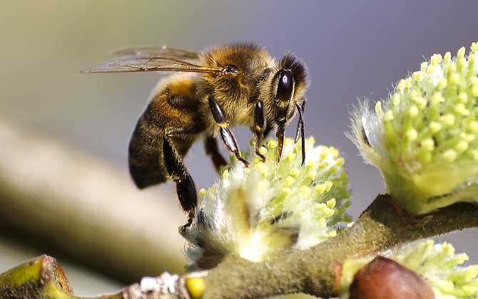蜂毒幾天從人體就排完了？一般3～4天，代謝器官主要是腎臟！