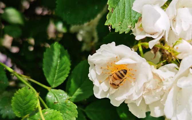 最簡單找山蜜蜂方法，學會這幾招，野生蜜蜂窩一找一個準！