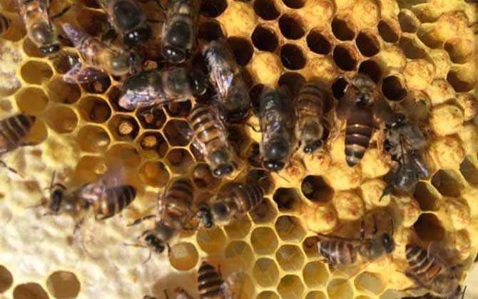 養(yǎng)蜂什么時候換王最好？