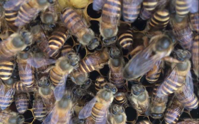 怎么原地分蜂不回蜂？