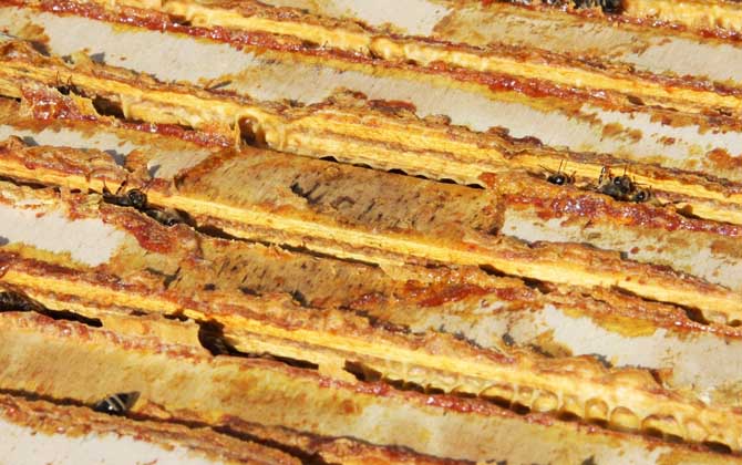 蜂膠對性功能有作用嗎？