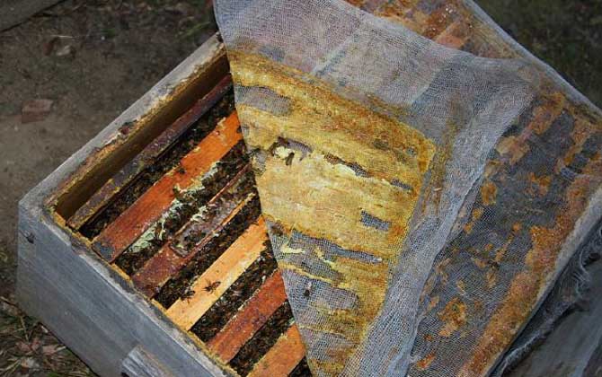 蜂膠在蜂巢的什么地方？