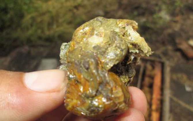 蜂膠在家里怎么提煉？