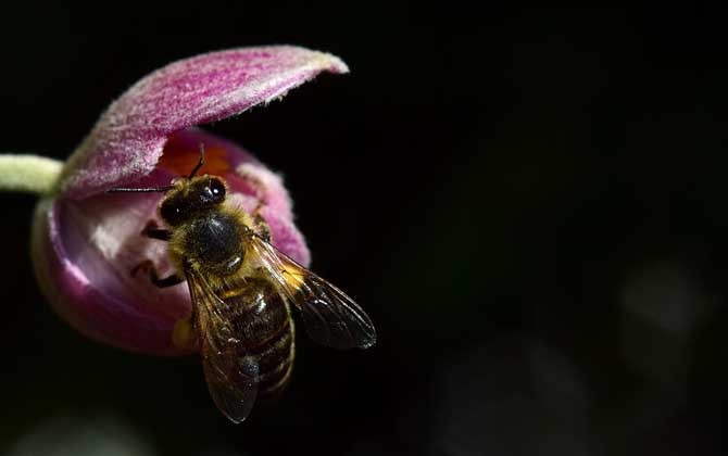 蜂針療法對(duì)人體的危害