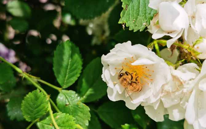 蜂毒對(duì)腎的副作用有哪些？
