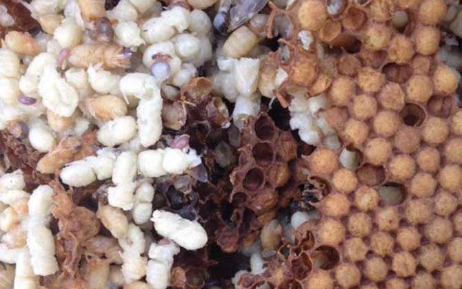 雄蜂蛹價格多少錢一斤？