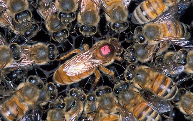 蜂王怎樣剪翅膀影響最小？