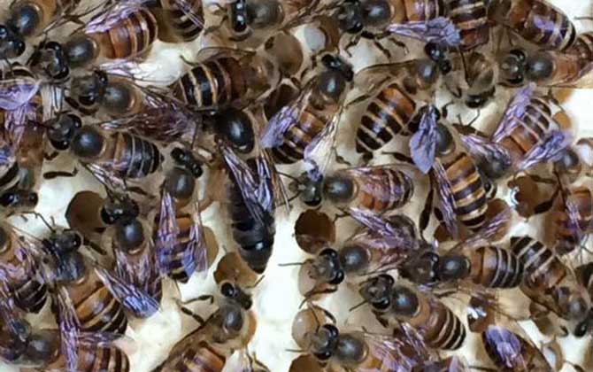 蜂王剪翅膀的好處有哪些？