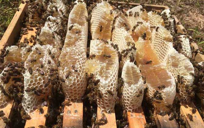 蜂箱里抹什么不生巢蟲？