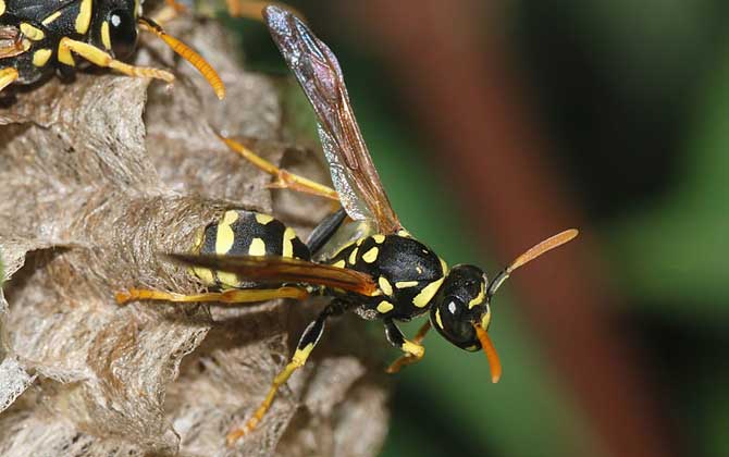 胡蜂、馬蜂、黃蜂、蜜蜂的區(qū)別