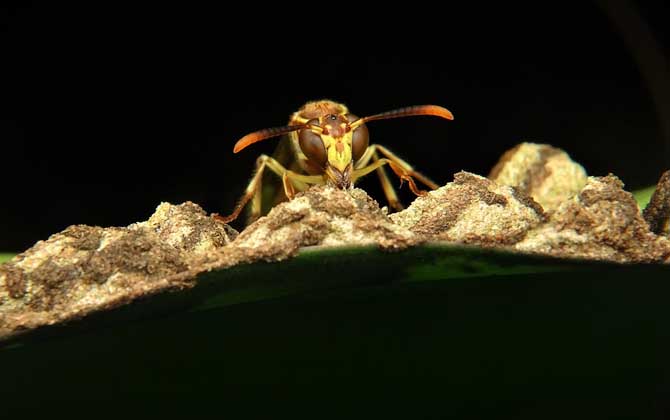 馬蜂會(huì)主動(dòng)攻擊人嗎？