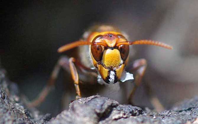 日本大黃蜂的毒性強(qiáng)嗎？