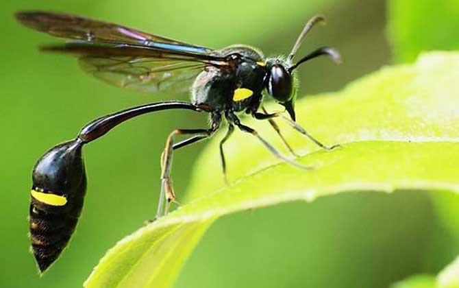 細(xì)腰蜂是益蟲(chóng)還是害蟲(chóng)？