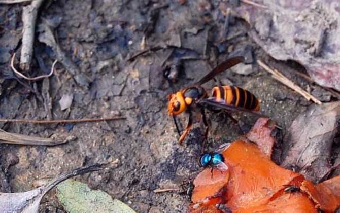 被金環胡蜂蟄了怎么辦？