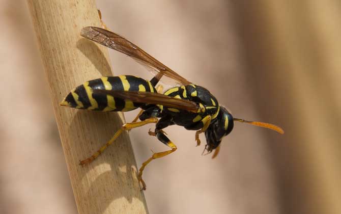 馬蜂和蜜蜂是什么關系？
