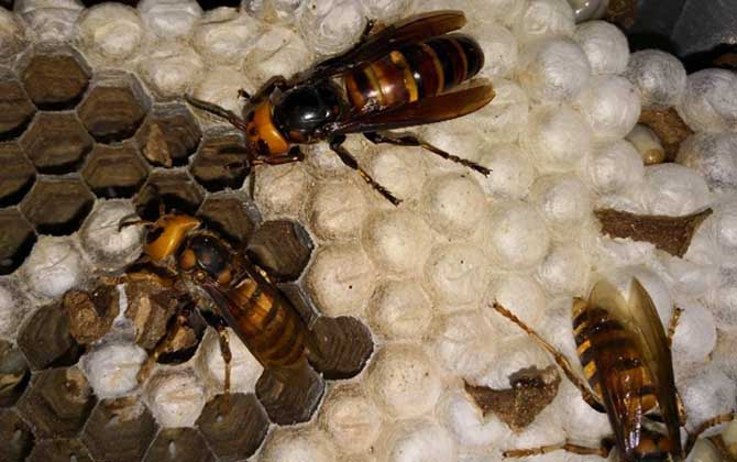 胡蜂養殖場地怎么選擇？