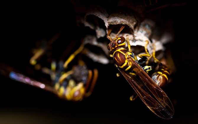 被馬蜂蟄了有潛伏期嗎？