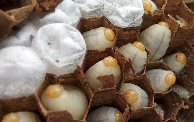 養(yǎng)馬蜂靠什么賺錢？