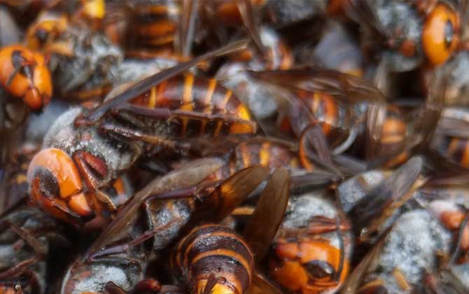 人頭蜂泡酒有什么功效？