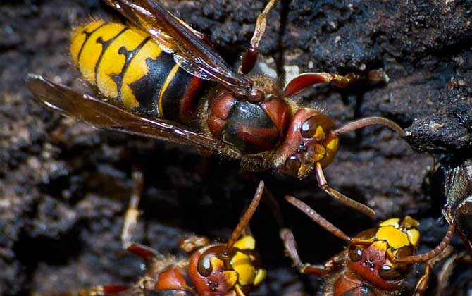 被馬蜂蟄腫了會自愈嗎？