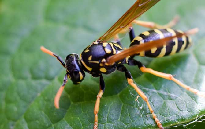 馬蜂蟄了腫了抹什么藥？